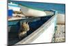 Cat on Old Boat Looking towards to the Sea-PavelGR-Mounted Photographic Print