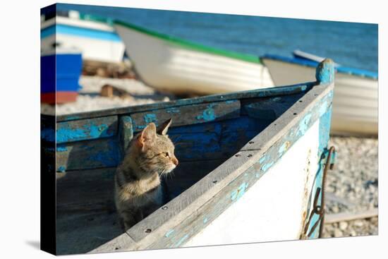 Cat on Old Boat Looking towards to the Sea-PavelGR-Stretched Canvas