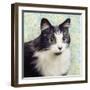 Cat on Paisley-Andi Metz-Framed Art Print