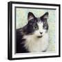 Cat on Paisley-Andi Metz-Framed Art Print