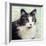 Cat on Paisley-Andi Metz-Framed Art Print