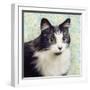 Cat on Paisley-Andi Metz-Framed Art Print