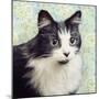 Cat on Paisley-Andi Metz-Mounted Art Print