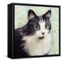 Cat on Paisley-Andi Metz-Framed Stretched Canvas