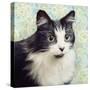 Cat on Paisley-Andi Metz-Stretched Canvas