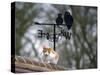 Cat on Roof with Weathervane-null-Stretched Canvas