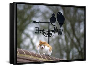 Cat on Roof with Weathervane-null-Framed Stretched Canvas