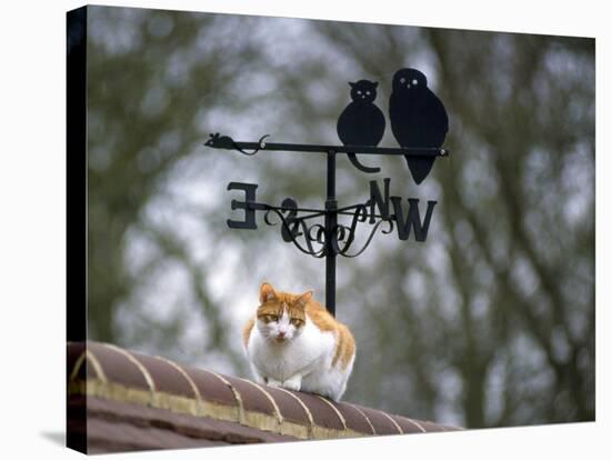 Cat on Roof with Weathervane-null-Stretched Canvas