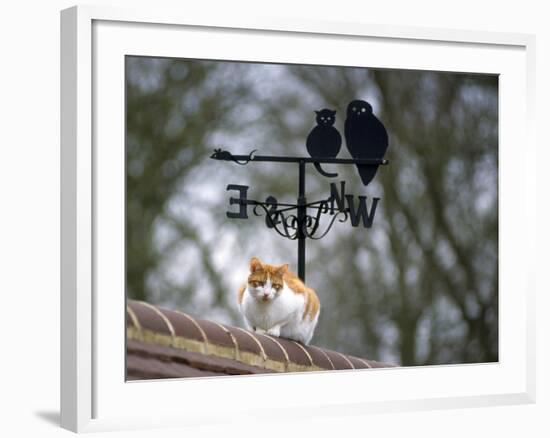 Cat on Roof with Weathervane-null-Framed Photographic Print