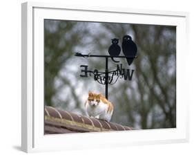 Cat on Roof with Weathervane-null-Framed Photographic Print