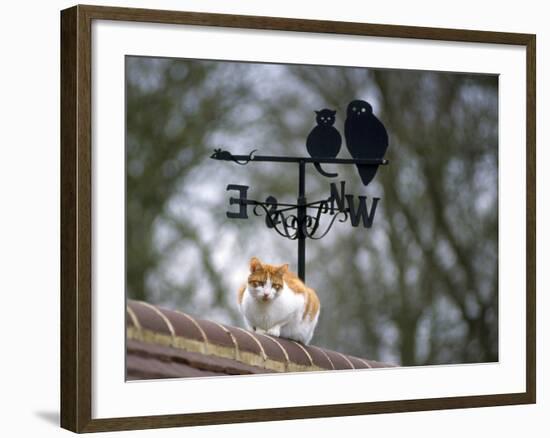 Cat on Roof with Weathervane-null-Framed Photographic Print