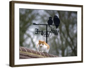 Cat on Roof with Weathervane-null-Framed Photographic Print