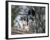 Cat on Roof with Weathervane-null-Framed Photographic Print