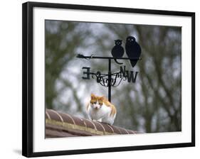 Cat on Roof with Weathervane-null-Framed Photographic Print