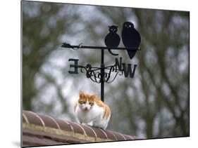 Cat on Roof with Weathervane-null-Mounted Photographic Print