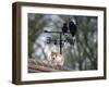 Cat on Roof with Weathervane-null-Framed Photographic Print