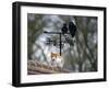 Cat on Roof with Weathervane-null-Framed Photographic Print