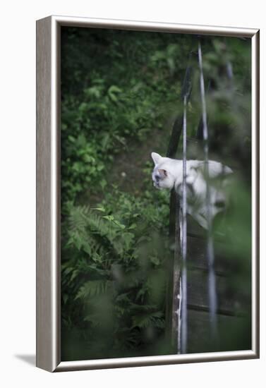 Cat on terrace-Nadja Jacke-Framed Photographic Print