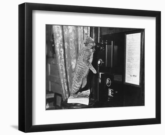 Cat on the Phone-null-Framed Photographic Print