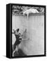 Cat Owned by Olympic Track Star Harold Connolly, on Wall Hissing at Police German Shepherd-Bill Eppridge-Framed Stretched Canvas