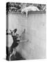 Cat Owned by Olympic Track Star Harold Connolly, on Wall Hissing at Police German Shepherd-Bill Eppridge-Stretched Canvas