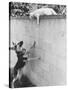 Cat Owned by Olympic Track Star Harold Connolly, on Wall Hissing at Police German Shepherd-Bill Eppridge-Stretched Canvas