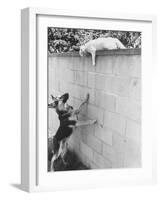 Cat Owned by Olympic Track Star Harold Connolly, on Wall Hissing at Police German Shepherd-Bill Eppridge-Framed Photographic Print