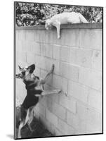 Cat Owned by Olympic Track Star Harold Connolly, on Wall Hissing at Police German Shepherd-Bill Eppridge-Mounted Photographic Print