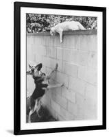 Cat Owned by Olympic Track Star Harold Connolly, on Wall Hissing at Police German Shepherd-Bill Eppridge-Framed Photographic Print