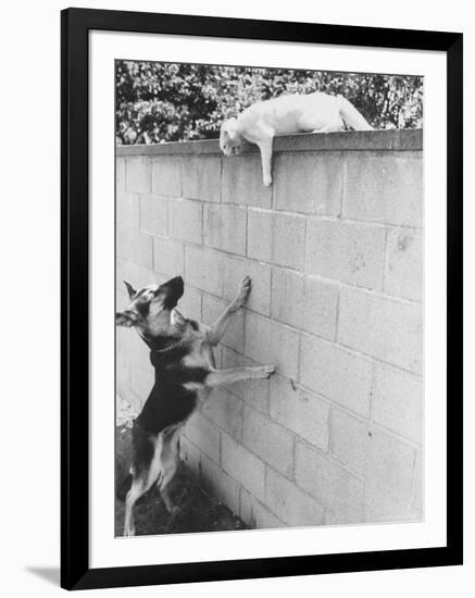 Cat Owned by Olympic Track Star Harold Connolly, on Wall Hissing at Police German Shepherd-Bill Eppridge-Framed Photographic Print