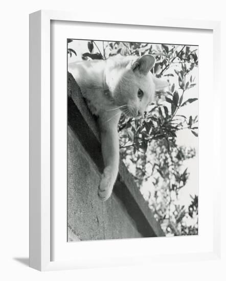 Cat Owned by Olympic Track Star Harold Connoly and Family-Bill Eppridge-Framed Photographic Print