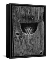 Cat Peeking Out from Barn-Josef Scaylea-Framed Stretched Canvas