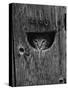 Cat Peeking Out from Barn-Josef Scaylea-Stretched Canvas