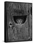 Cat Peeking Out from Barn-Josef Scaylea-Framed Stretched Canvas