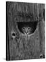 Cat Peeking Out from Barn-Josef Scaylea-Stretched Canvas
