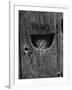 Cat Peeking Out from Barn-Josef Scaylea-Framed Photographic Print