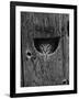 Cat Peeking Out from Barn-Josef Scaylea-Framed Photographic Print