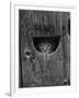 Cat Peeking Out from Barn-Josef Scaylea-Framed Photographic Print