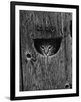 Cat Peeking Out from Barn-Josef Scaylea-Framed Photographic Print