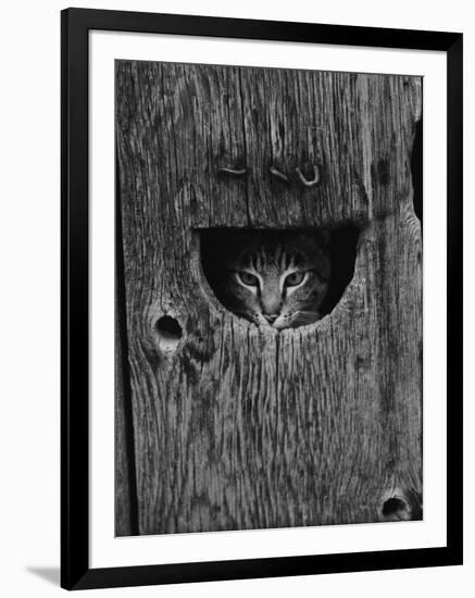 Cat Peeking Out from Barn-Josef Scaylea-Framed Photographic Print