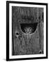 Cat Peeking Out from Barn-Josef Scaylea-Framed Photographic Print