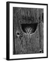 Cat Peeking Out from Barn-Josef Scaylea-Framed Photographic Print