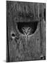Cat Peeking Out from Barn-Josef Scaylea-Mounted Photographic Print