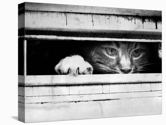 Cat Peers out of Letter Box-null-Stretched Canvas