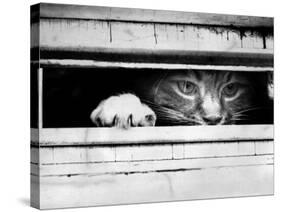 Cat Peers out of Letter Box-null-Stretched Canvas