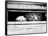 Cat Peers out of Letter Box-null-Framed Stretched Canvas