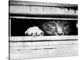 Cat Peers out of Letter Box-null-Stretched Canvas