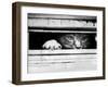 Cat Peers out of Letter Box-null-Framed Premium Photographic Print