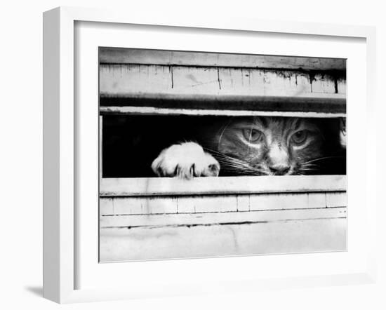 Cat Peers out of Letter Box-null-Framed Premium Photographic Print