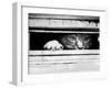 Cat Peers out of Letter Box-null-Framed Premium Photographic Print